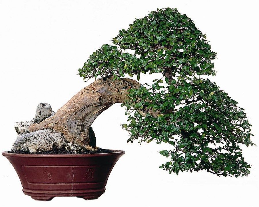 Detail Model Bonsai Serut Nomer 14