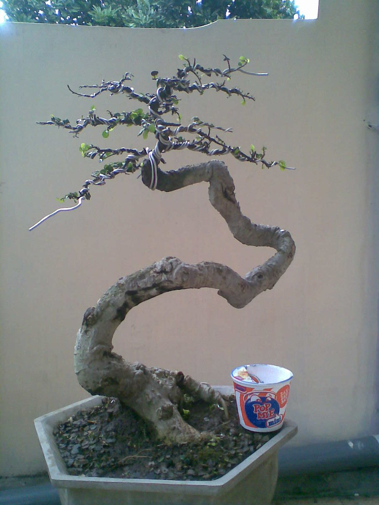 Detail Model Bonsai Serut Nomer 16