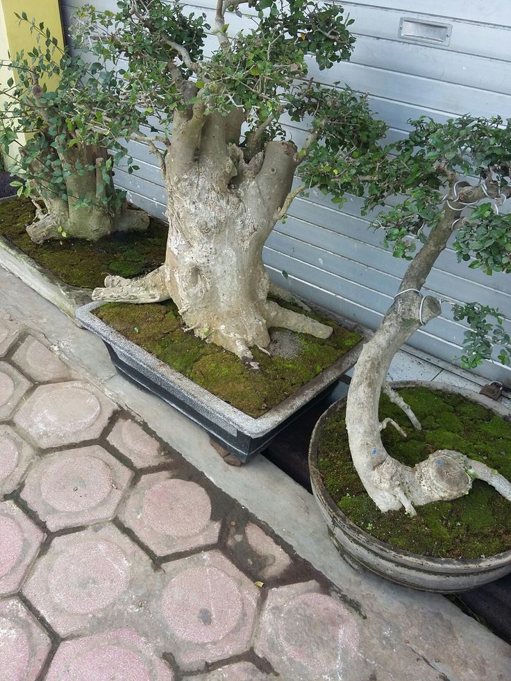 Detail Model Bonsai Serut Nomer 19