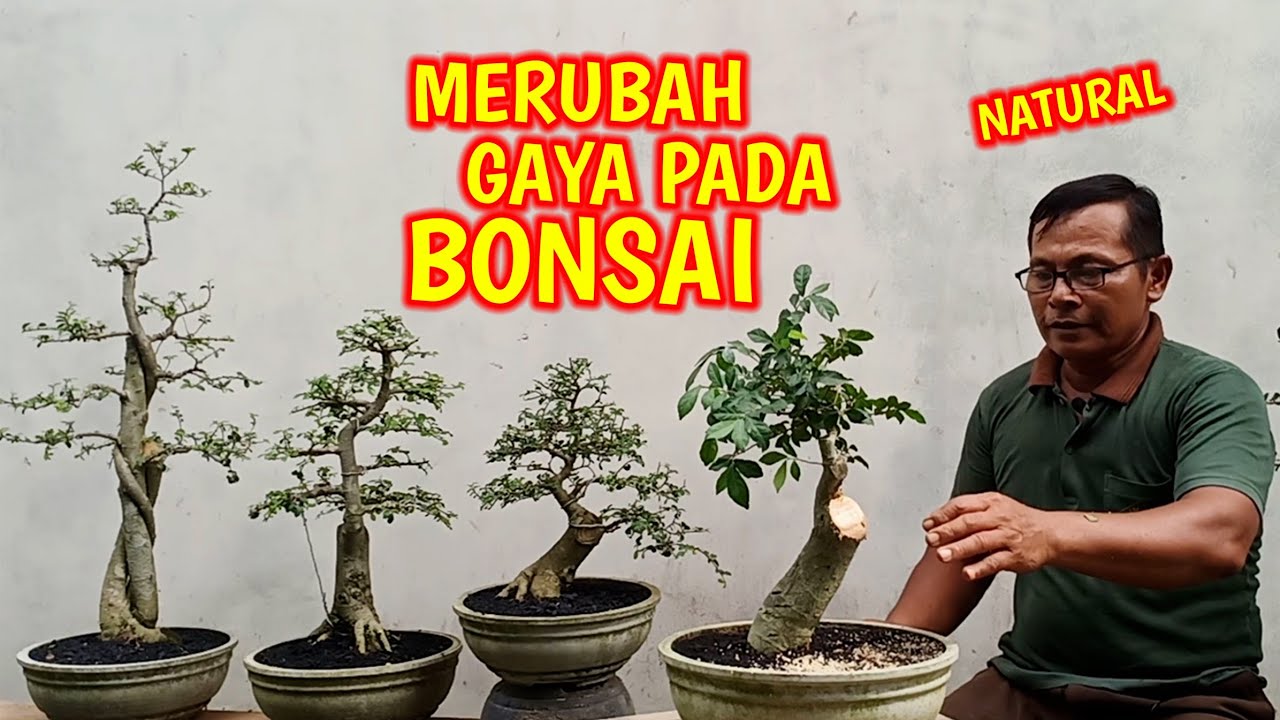 Detail Model Bonsai Serut Nomer 20