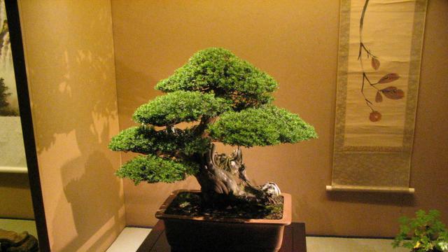 Detail Model Bonsai Serut Nomer 3