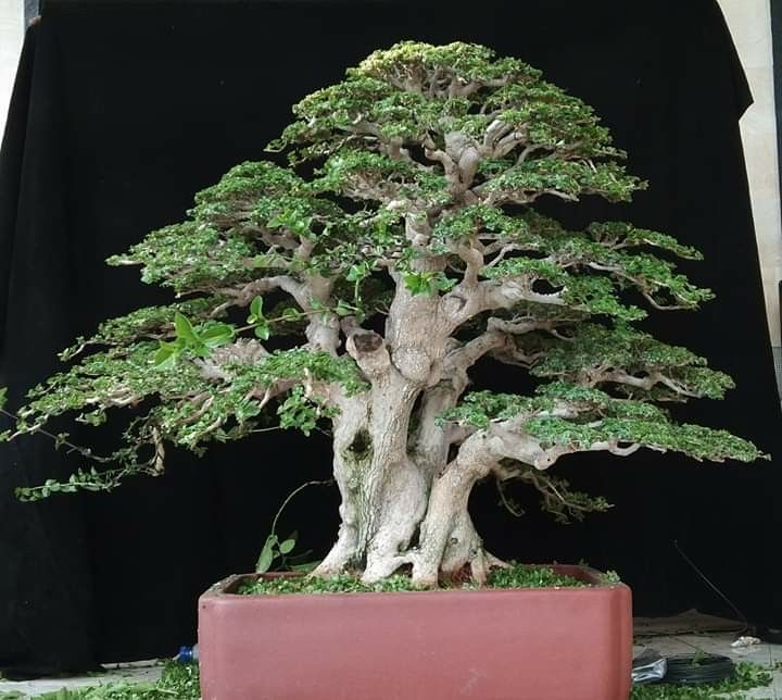 Detail Model Bonsai Serut Nomer 25