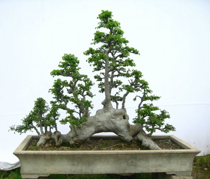 Detail Model Bonsai Serut Nomer 31