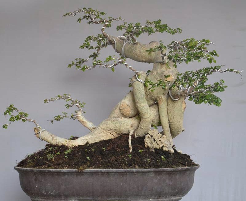 Detail Model Bonsai Serut Nomer 35