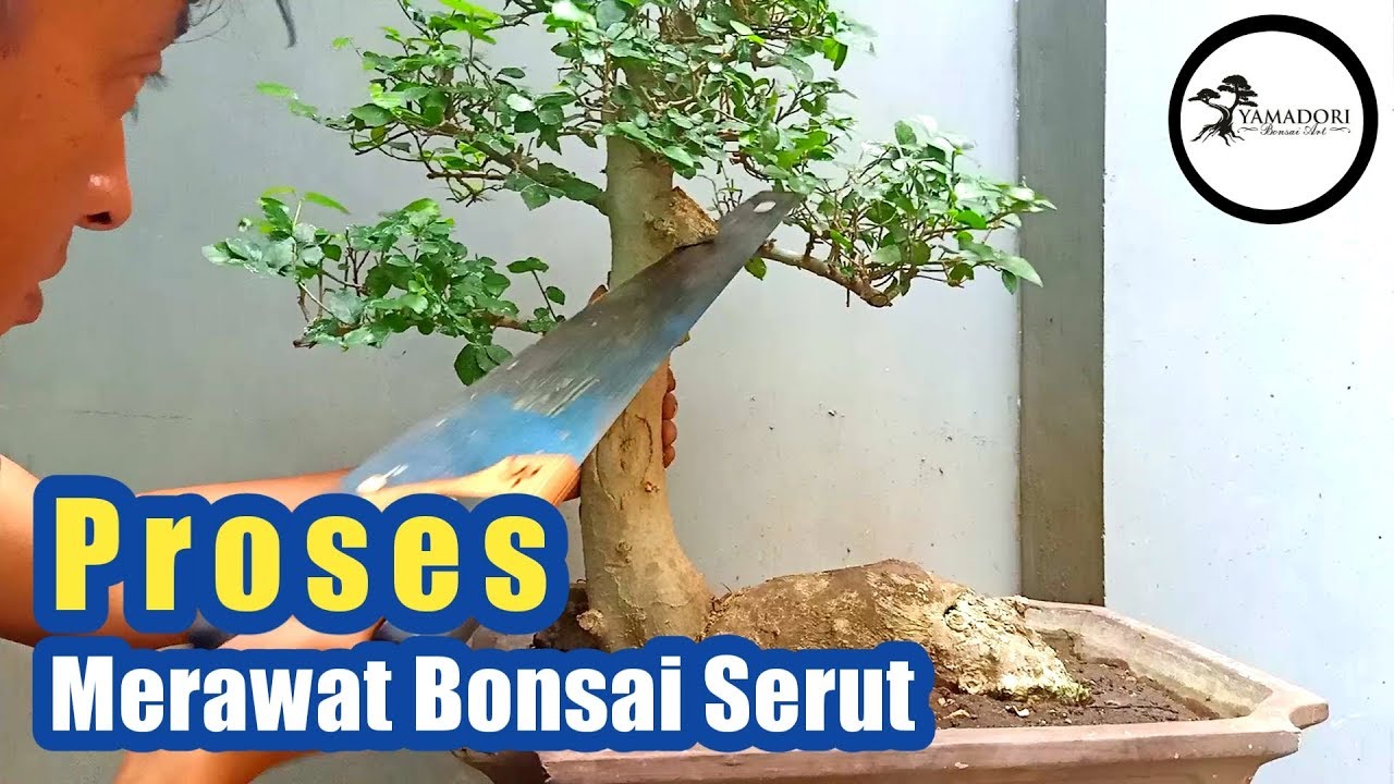 Detail Model Bonsai Serut Nomer 38