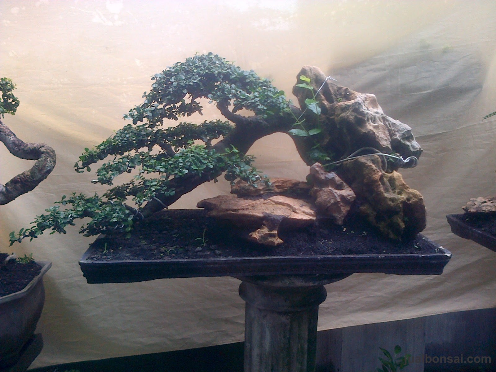 Detail Model Bonsai Serut Nomer 40