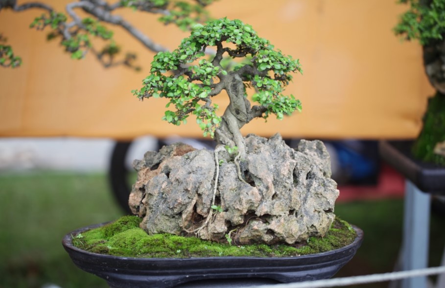 Detail Model Bonsai Serut Nomer 42