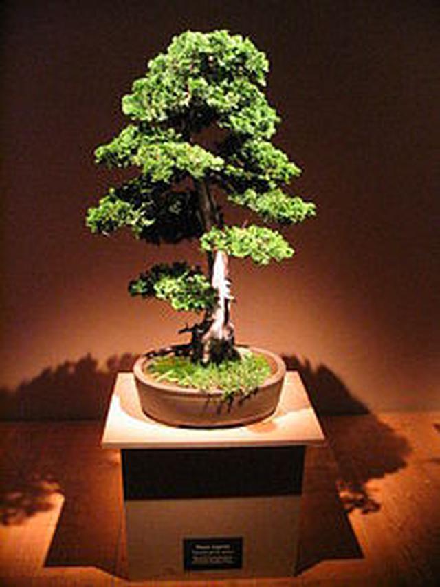 Detail Model Bonsai Serut Nomer 44