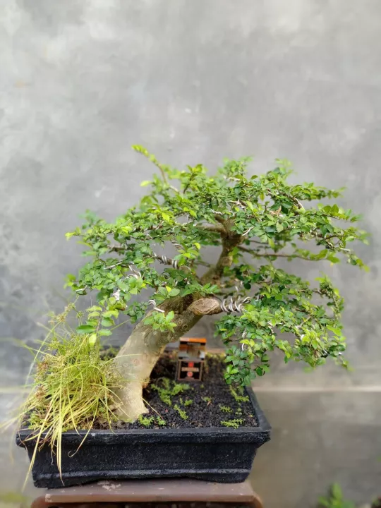 Detail Model Bonsai Serut Nomer 45