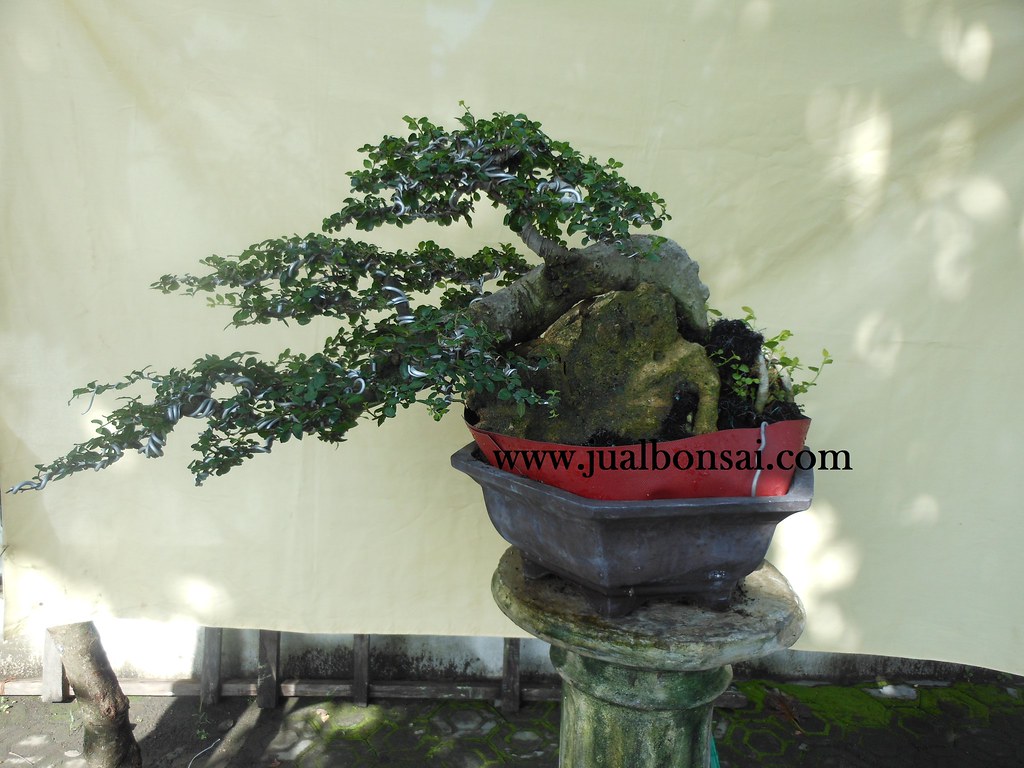 Detail Model Bonsai Serut Nomer 49