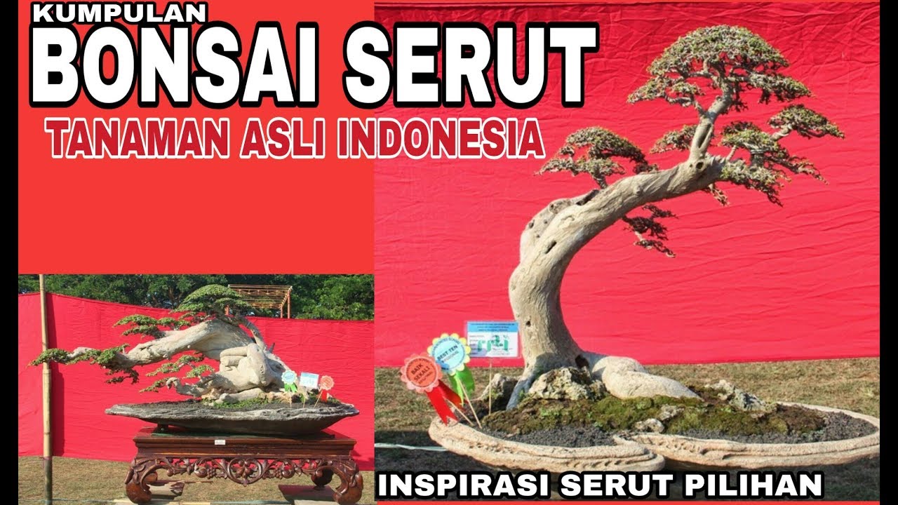 Detail Model Bonsai Serut Nomer 50