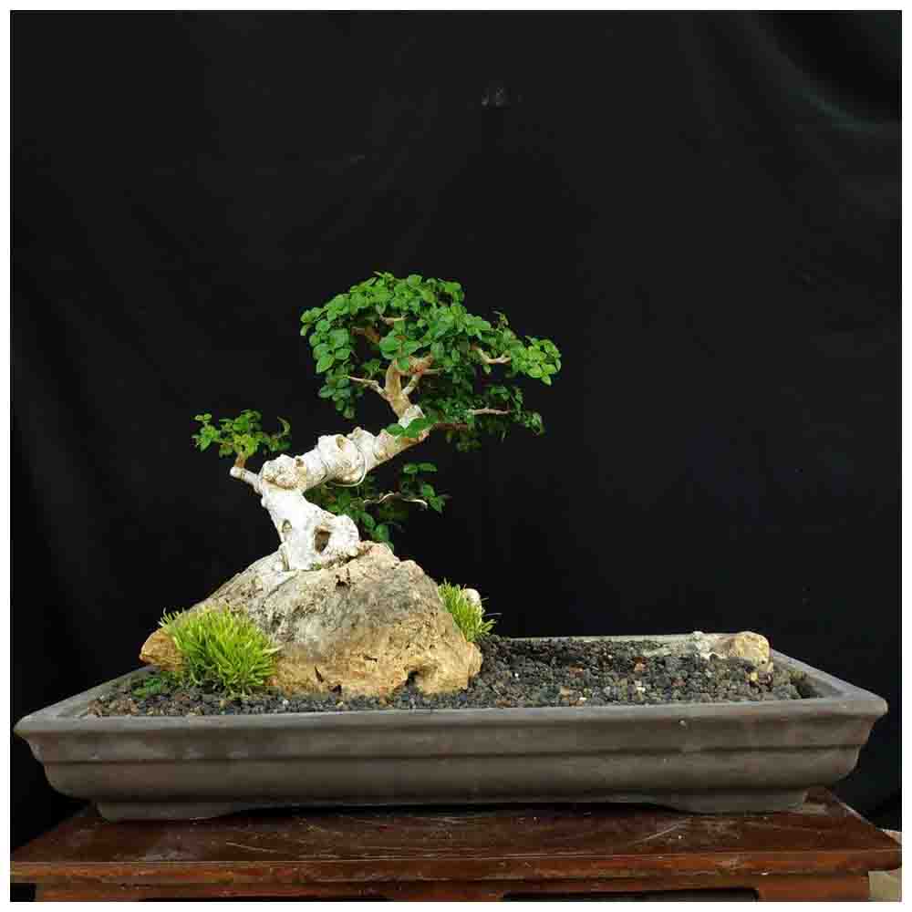 Detail Model Bonsai Serut Nomer 52