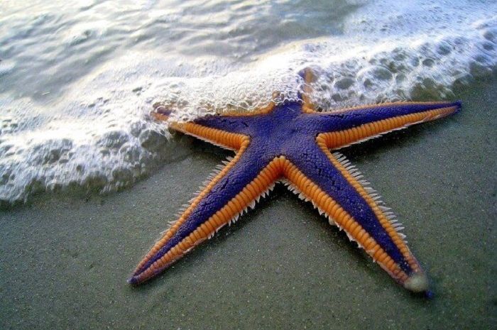 Detail Laut Dan Pantai Nomer 30