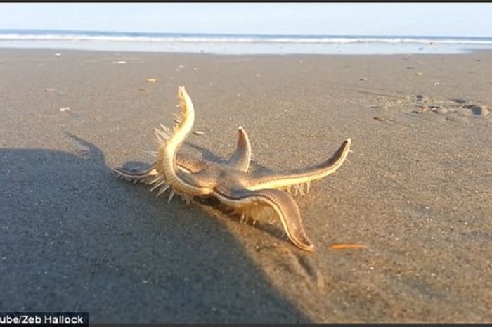 Detail Laut Dan Pantai Nomer 31