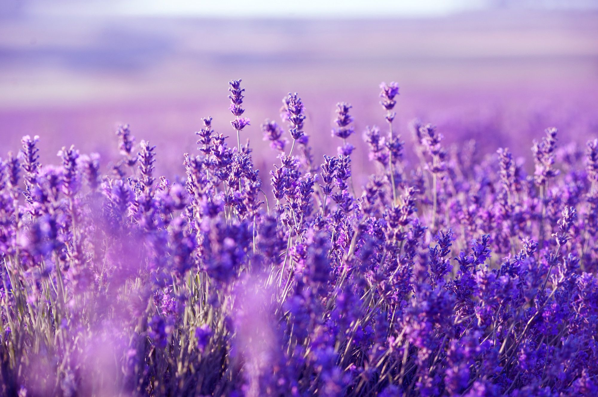 Detail Lavender Background Nomer 10
