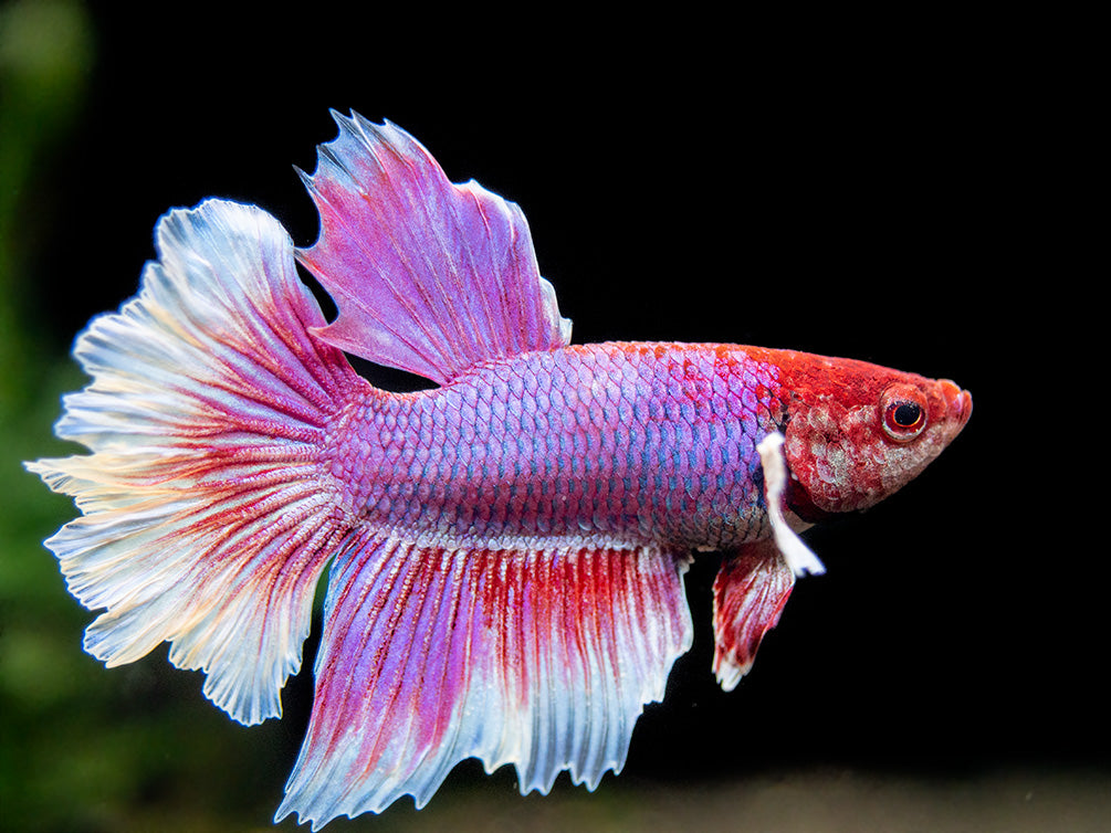 Detail Lavender Halfmoon Betta Nomer 2