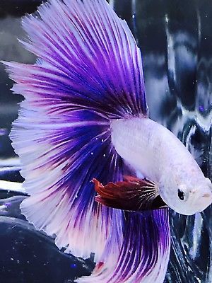 Detail Lavender Halfmoon Betta Nomer 14