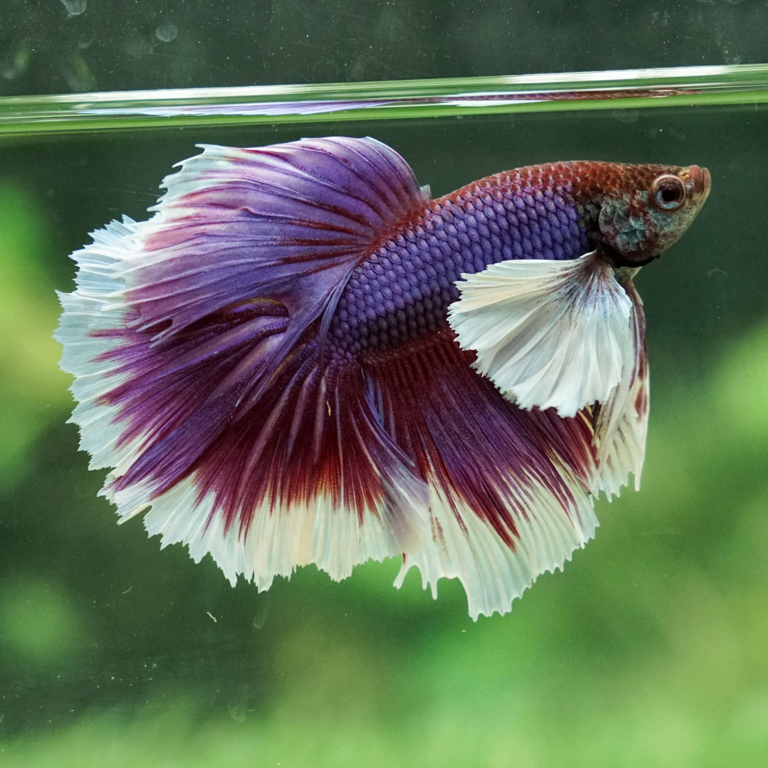 Detail Lavender Halfmoon Betta Nomer 19