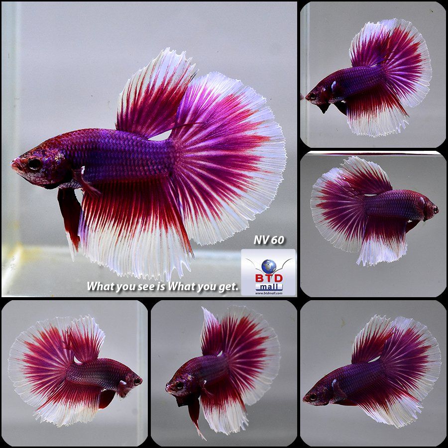 Detail Lavender Halfmoon Betta Nomer 21