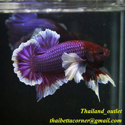 Detail Lavender Halfmoon Betta Nomer 23