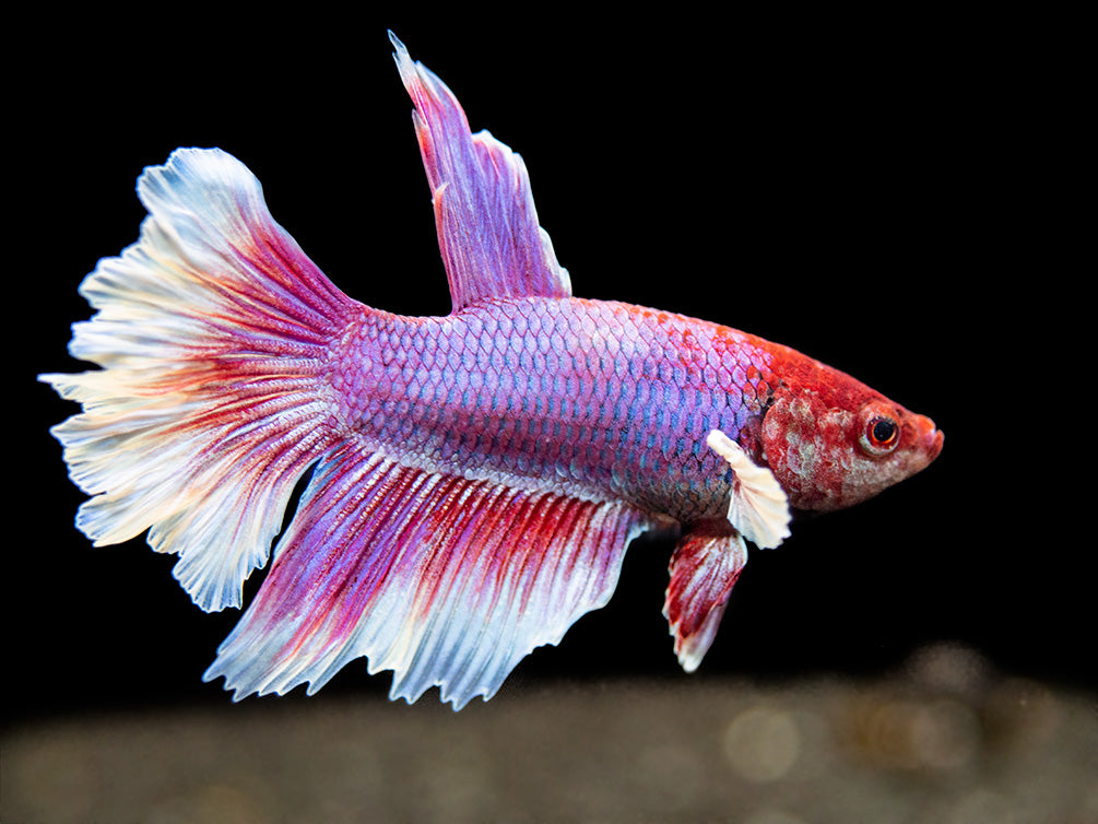 Detail Lavender Halfmoon Betta Nomer 28