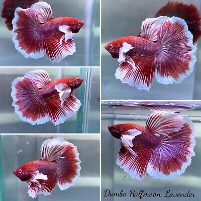 Detail Lavender Halfmoon Betta Nomer 4