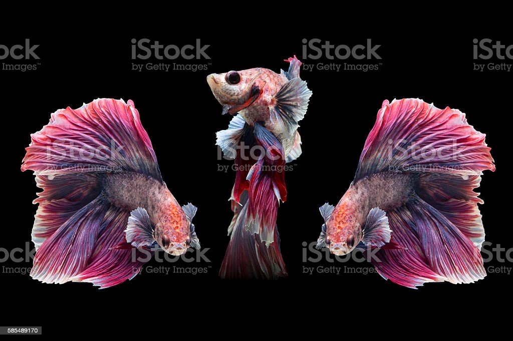 Detail Lavender Halfmoon Betta Nomer 31