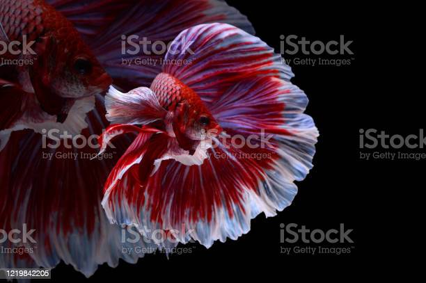 Detail Lavender Halfmoon Betta Nomer 34