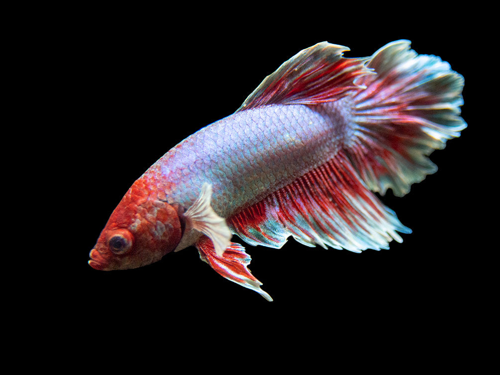 Detail Lavender Halfmoon Betta Nomer 36