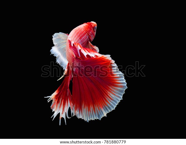 Detail Lavender Halfmoon Betta Nomer 39