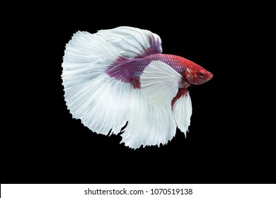 Detail Lavender Halfmoon Betta Nomer 40