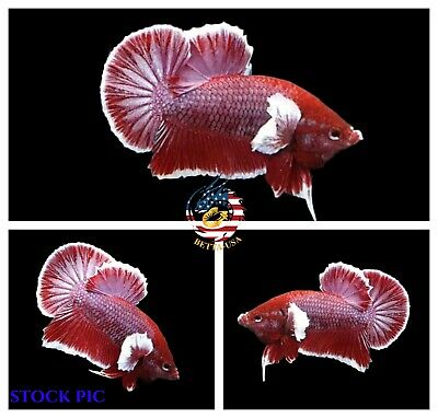 Detail Lavender Halfmoon Betta Nomer 42