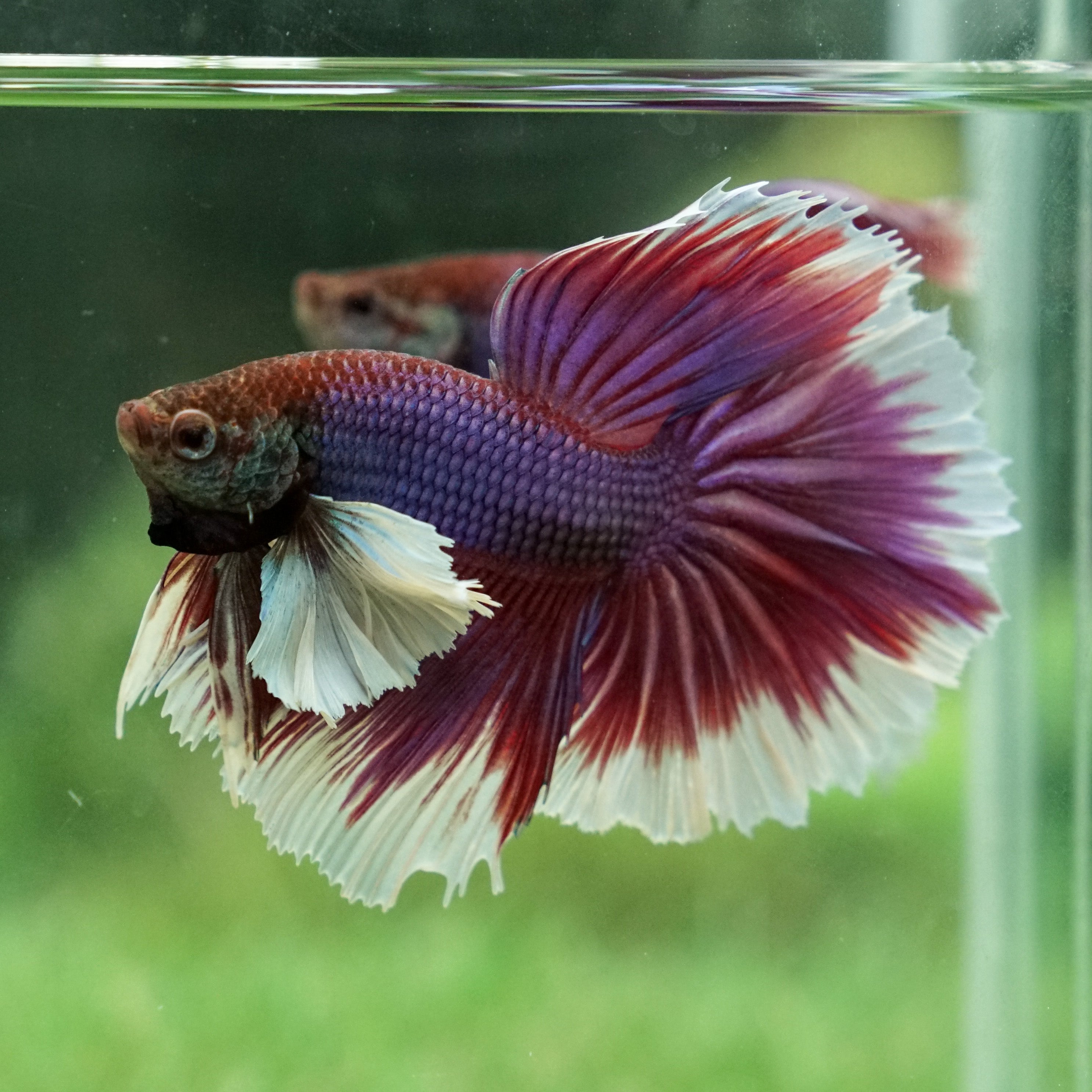 Detail Lavender Halfmoon Betta Nomer 50