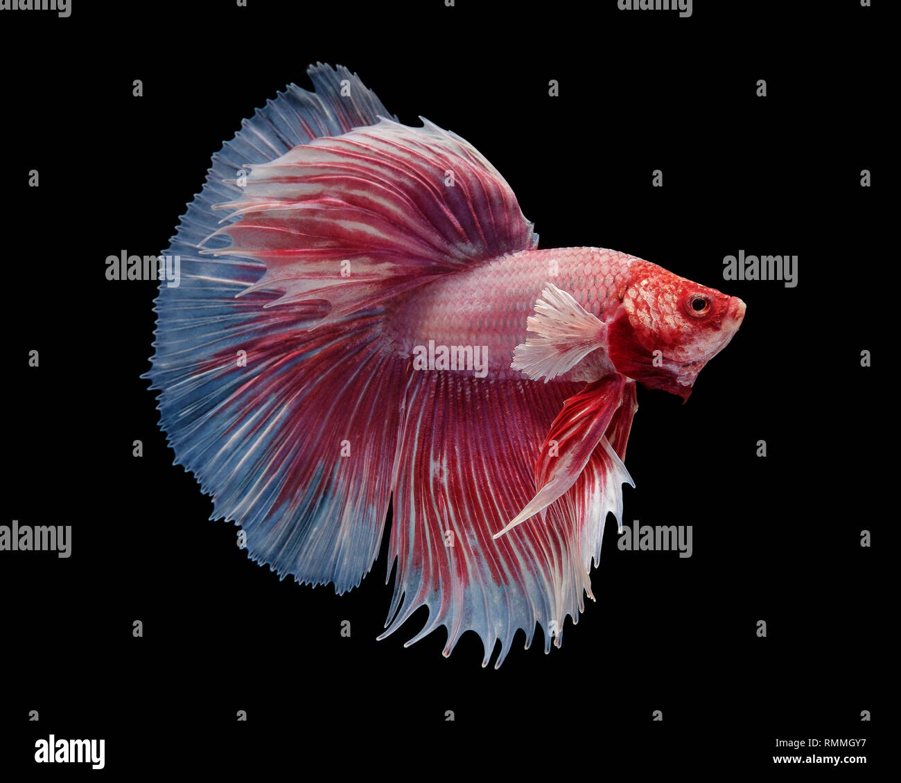 Detail Lavender Halfmoon Betta Nomer 54