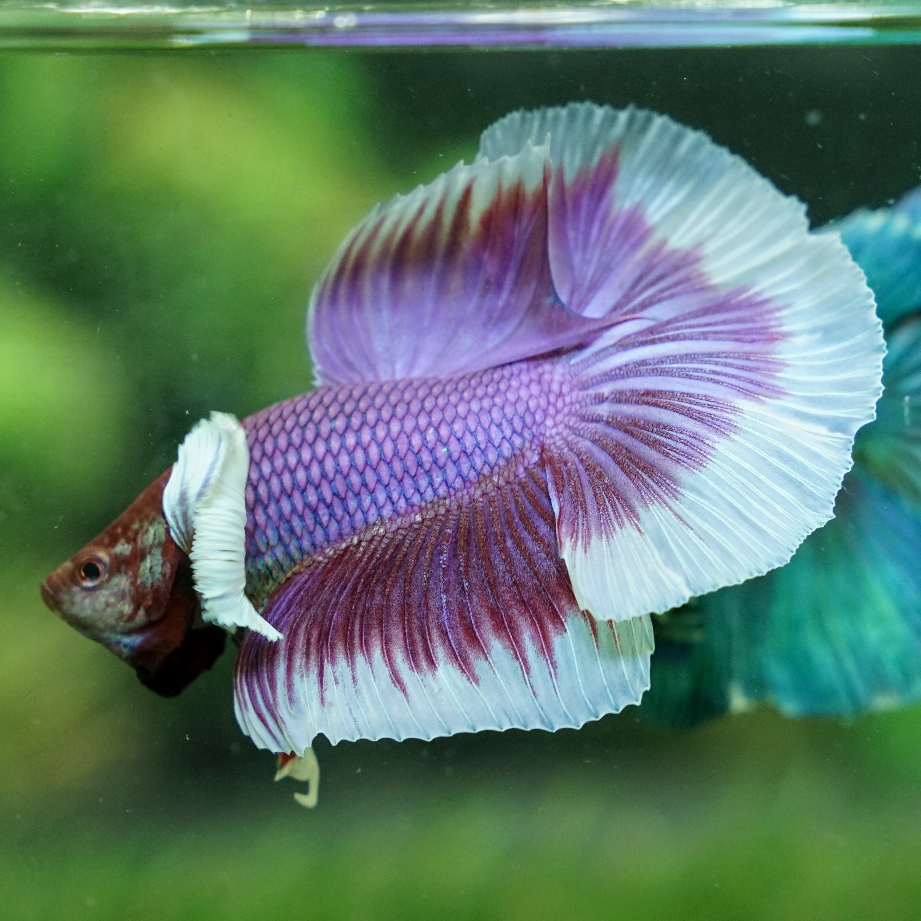 Detail Lavender Halfmoon Betta Nomer 55