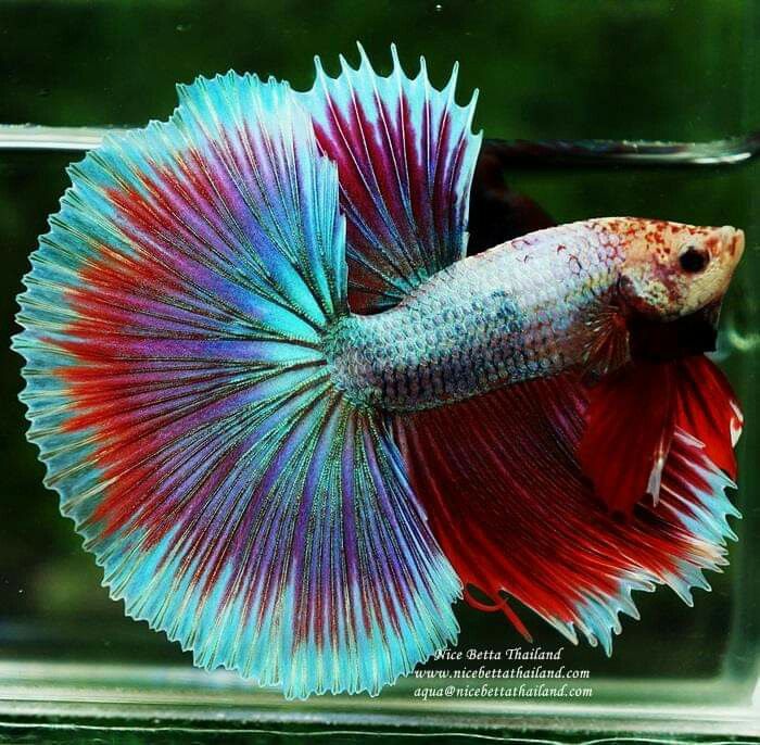 Detail Lavender Halfmoon Betta Nomer 7