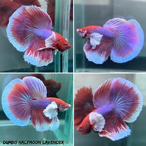 Detail Lavender Halfmoon Betta Nomer 10