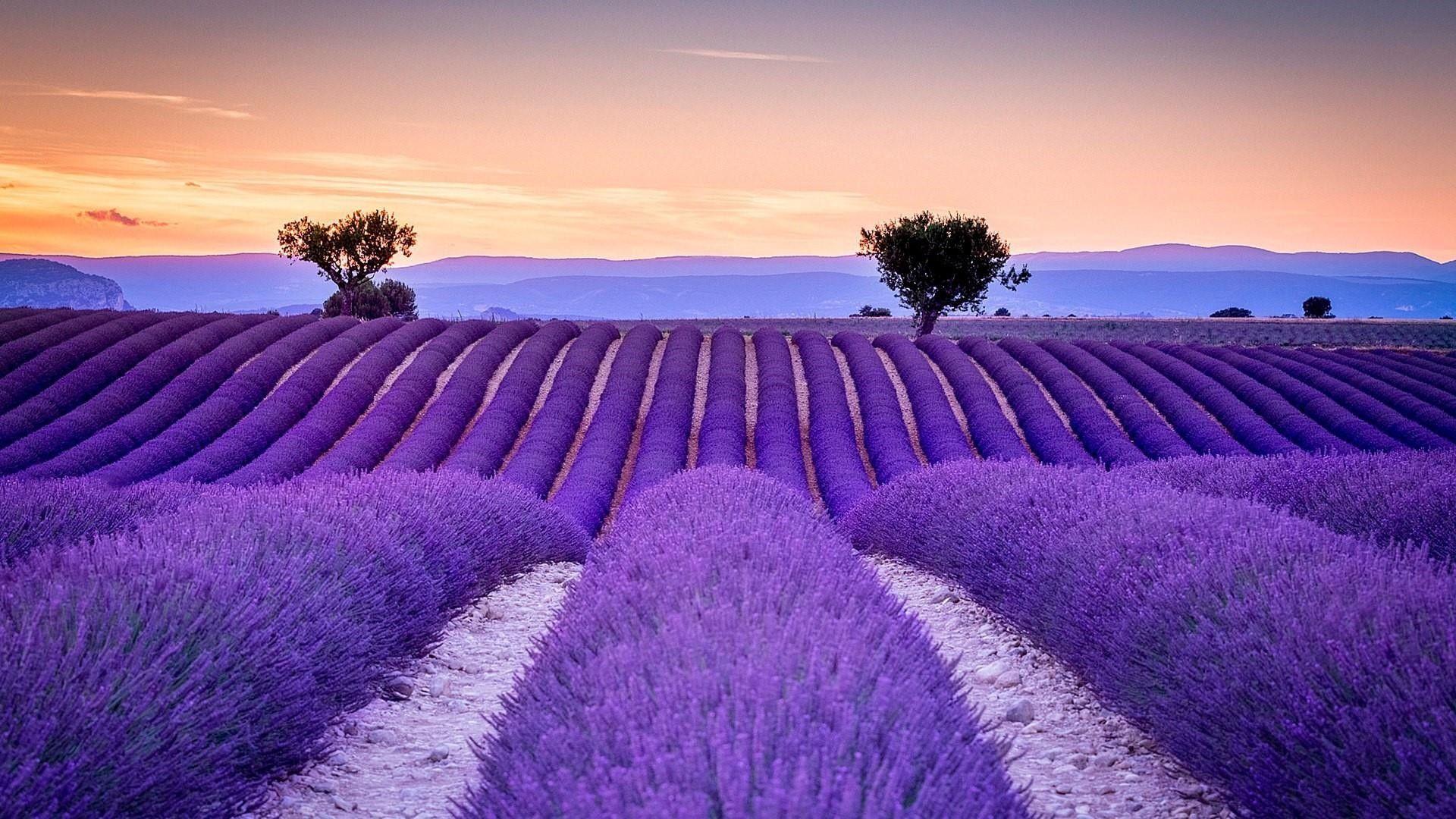 Detail Lavender Wallpaper Hd Nomer 21