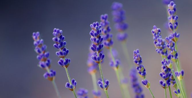 Detail Lavender Wallpaper Hd Nomer 27