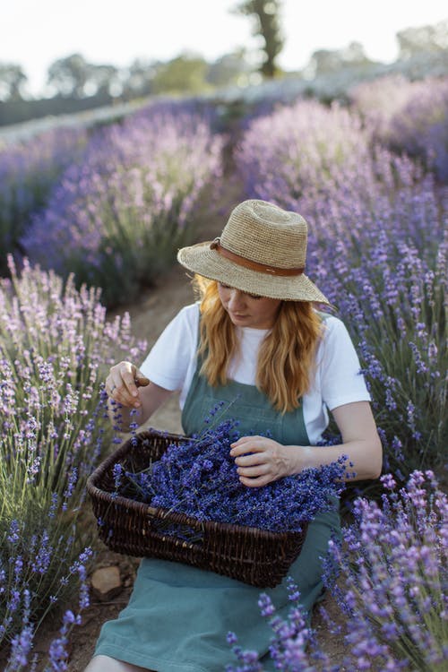 Detail Lavender Wallpaper Hd Nomer 33