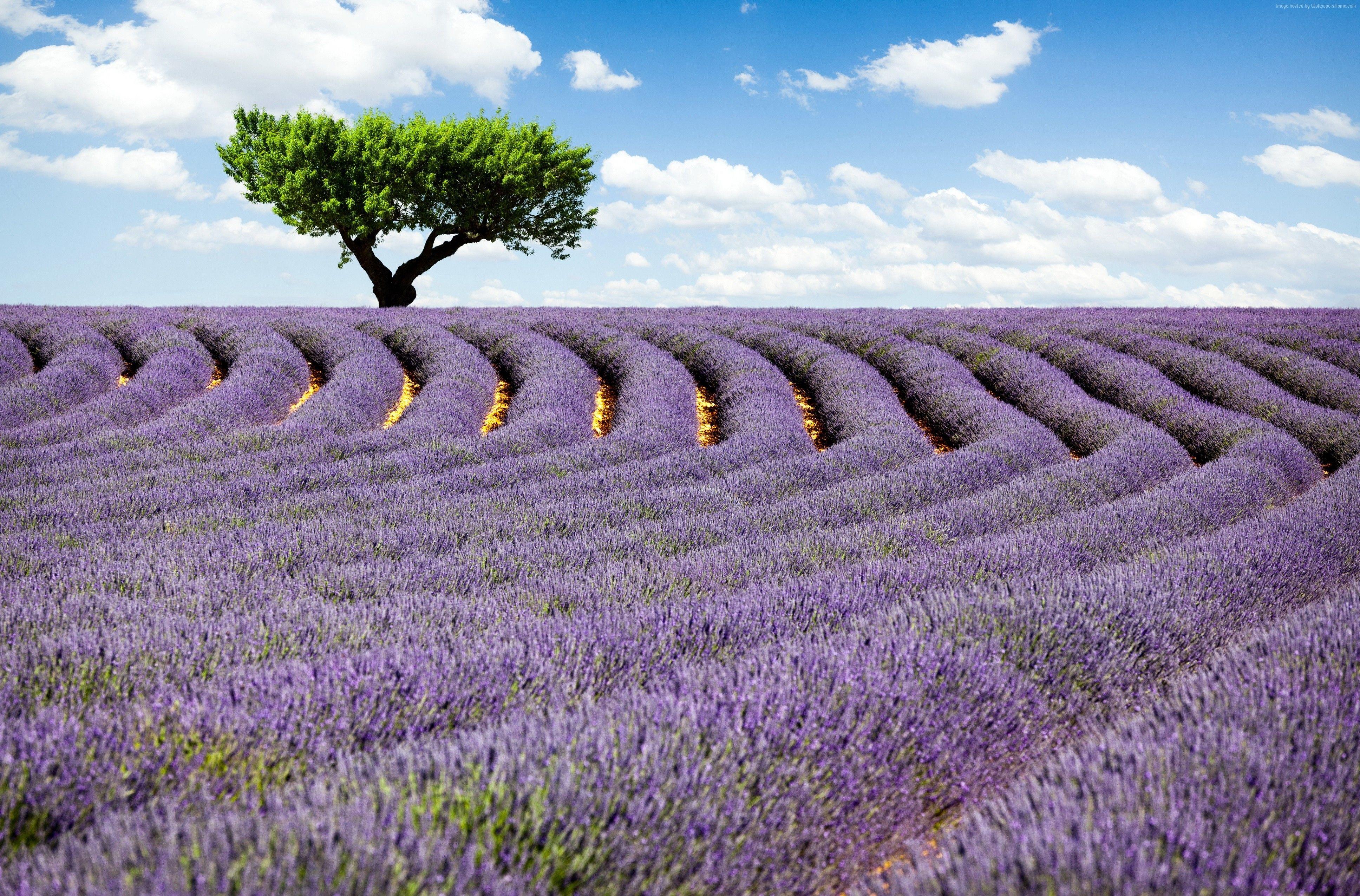 Detail Lavender Wallpaper Hd Nomer 37