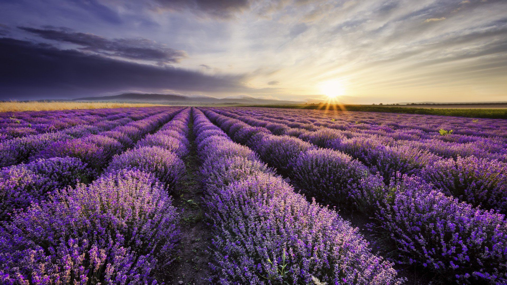 Detail Lavender Wallpaper Hd Nomer 5