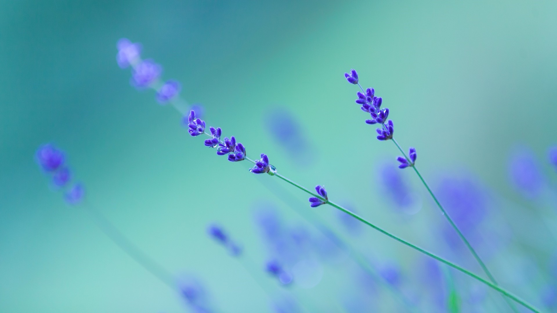 Detail Lavender Wallpaper Hd Nomer 48