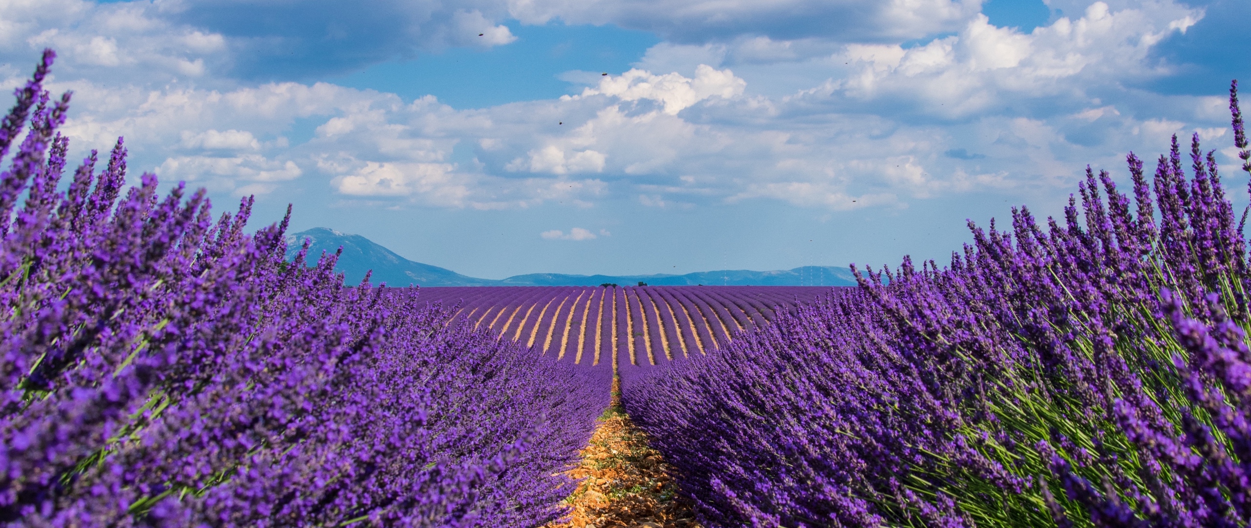 Detail Lavender Wallpaper Hd Nomer 57