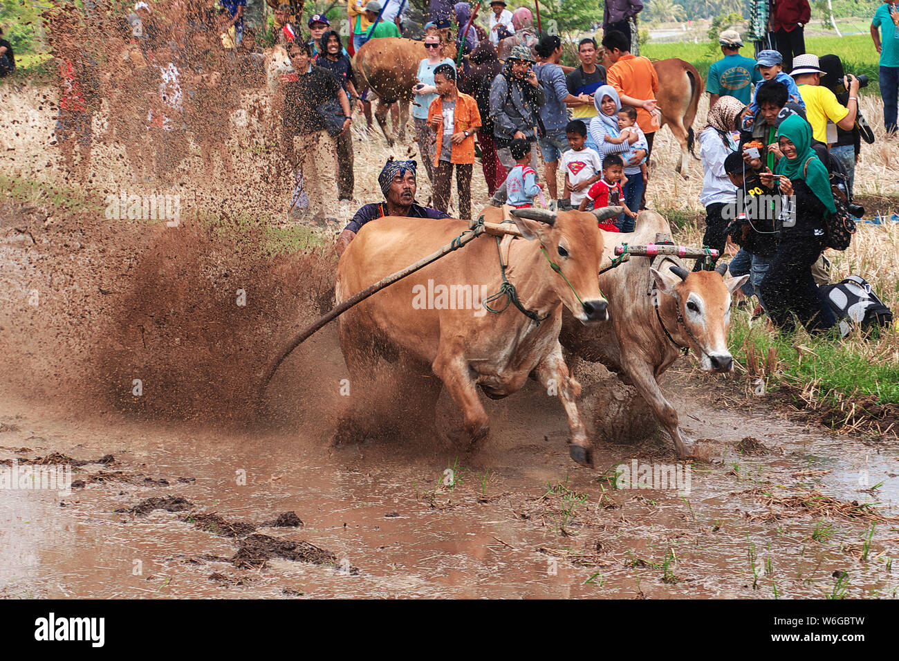 Detail Law Of The Jungle Padang Nomer 24