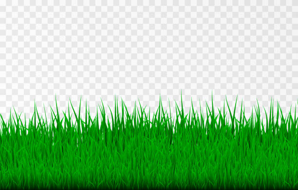 Detail Lawn Png Nomer 20