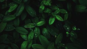 Detail Leaf Background Hd Nomer 11