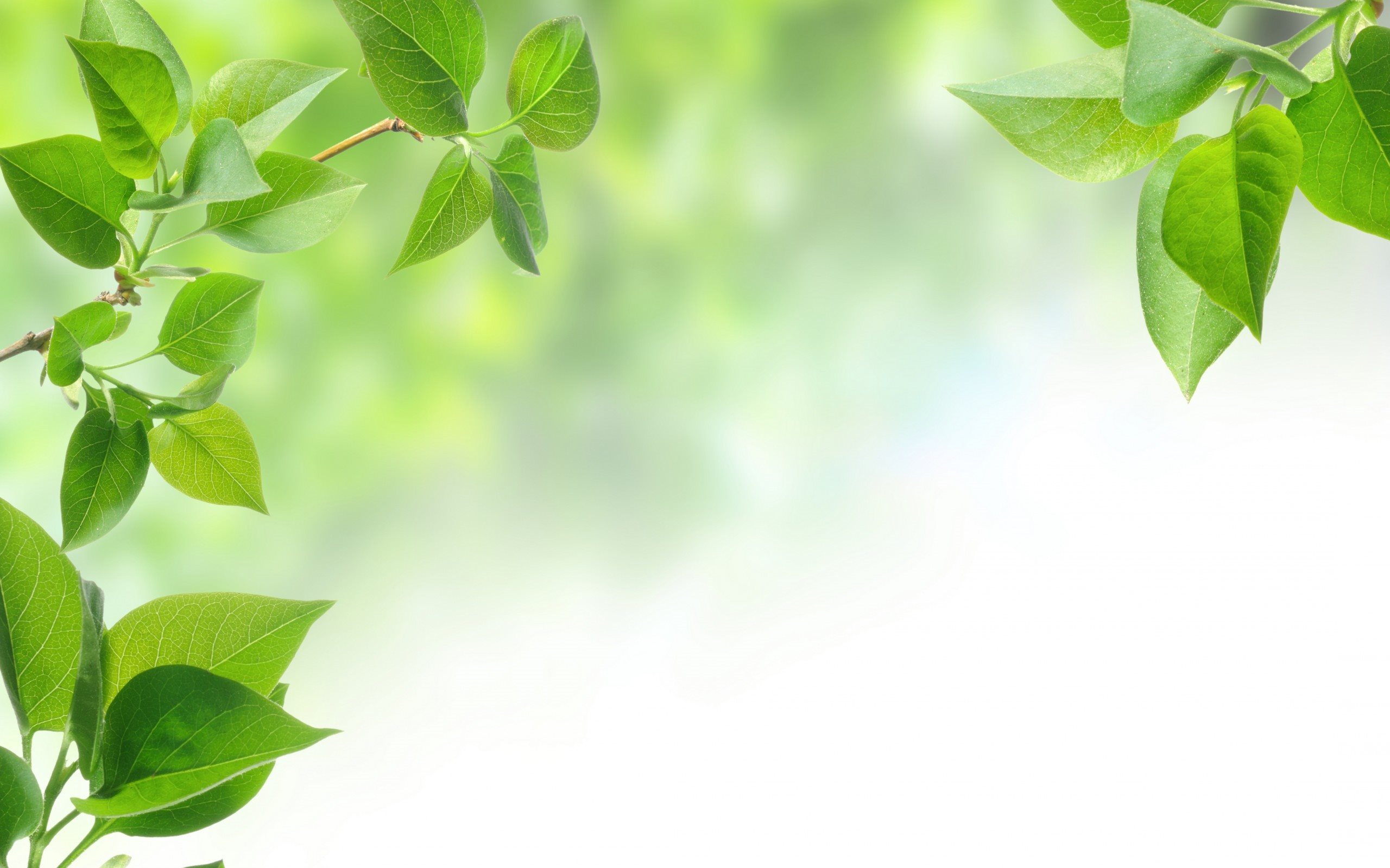 Detail Leaf Background Hd Nomer 12