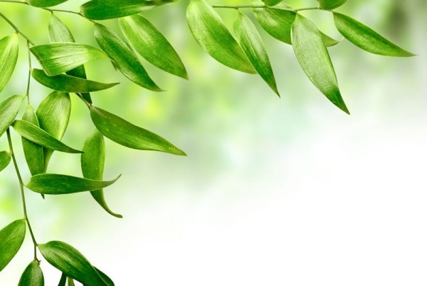 Detail Leaf Background Hd Nomer 15