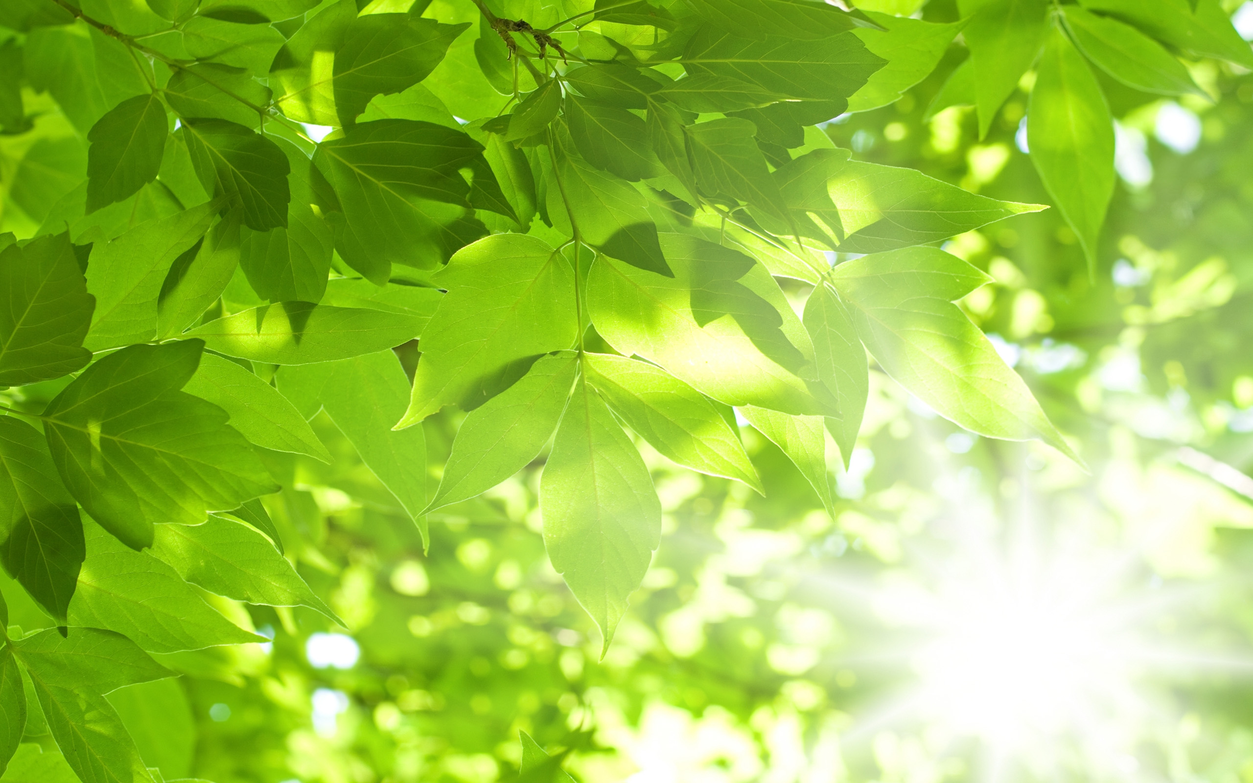 Detail Leaf Background Hd Nomer 19